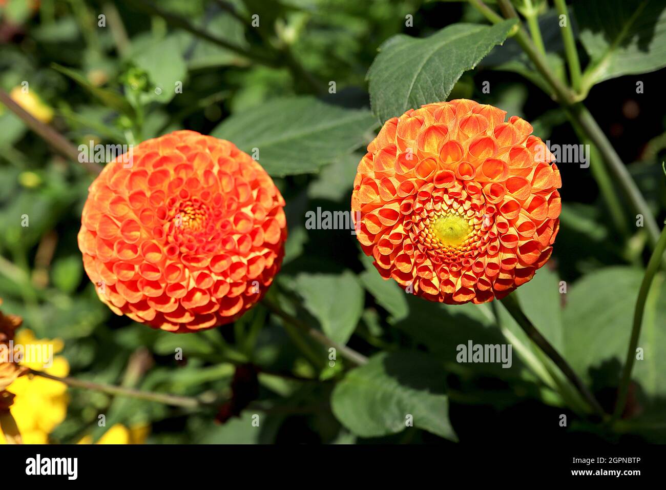 Dahlia ‘Bantling’ Pompon dahlia Gruppo 7 fiori sferici arancioni con petali arrotolati in cluster stretti, settembre, Inghilterra, Regno Unito Foto Stock