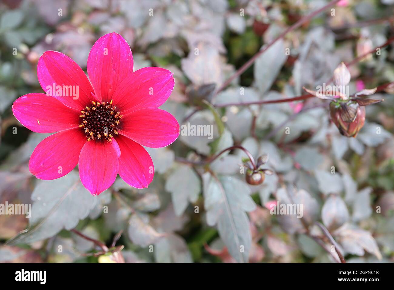 Dahlia «Bishop of Canterbury» Misc class Group 10 semi-doppi fiori magenta, foglie scure, settembre, Inghilterra, Regno Unito Foto Stock