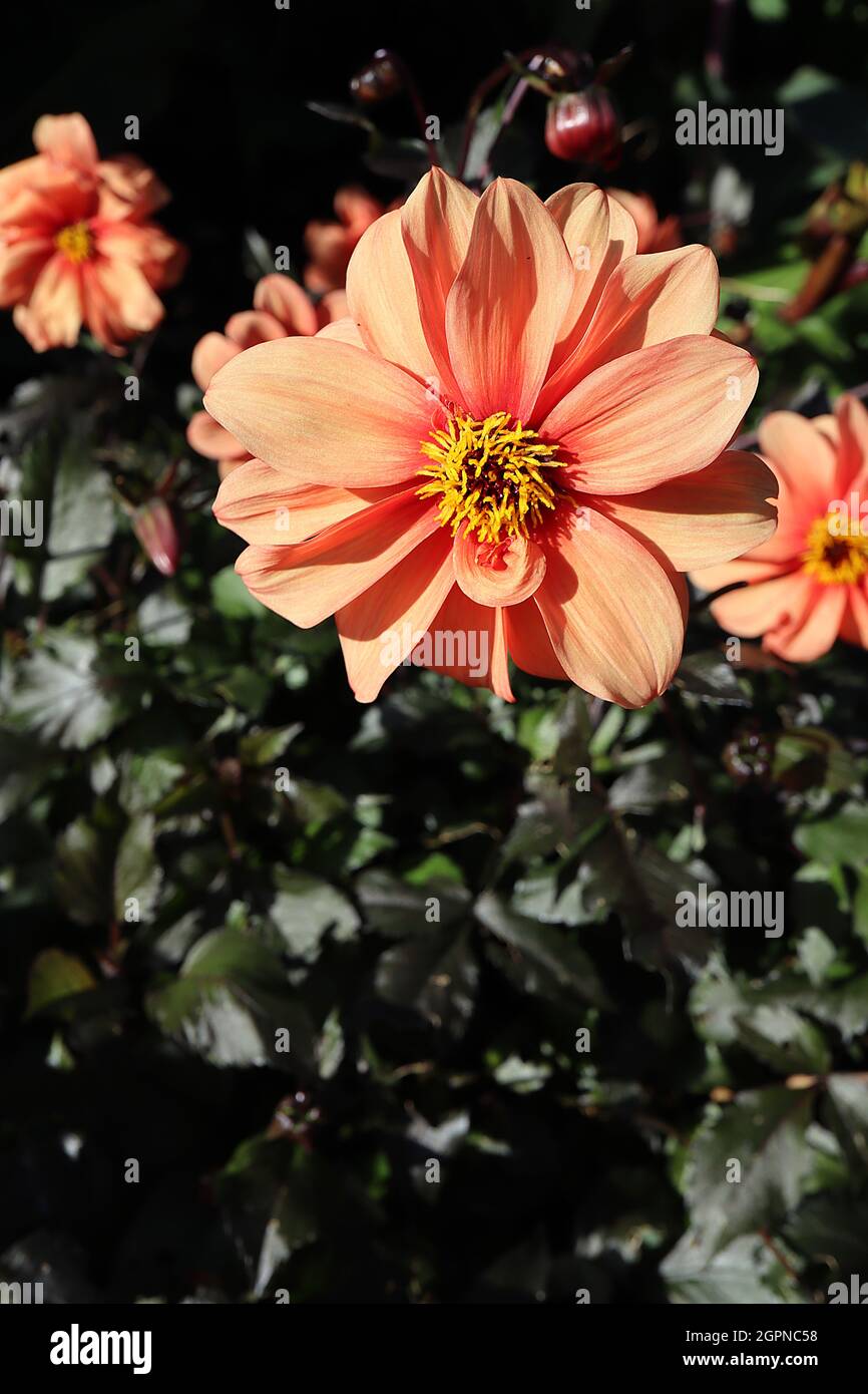 Dahlia ‘Catherine Deneuve’ Misc Class Group 10 fiori di albicocca arancione con debole alone rosa, settembre, Inghilterra, Regno Unito Foto Stock