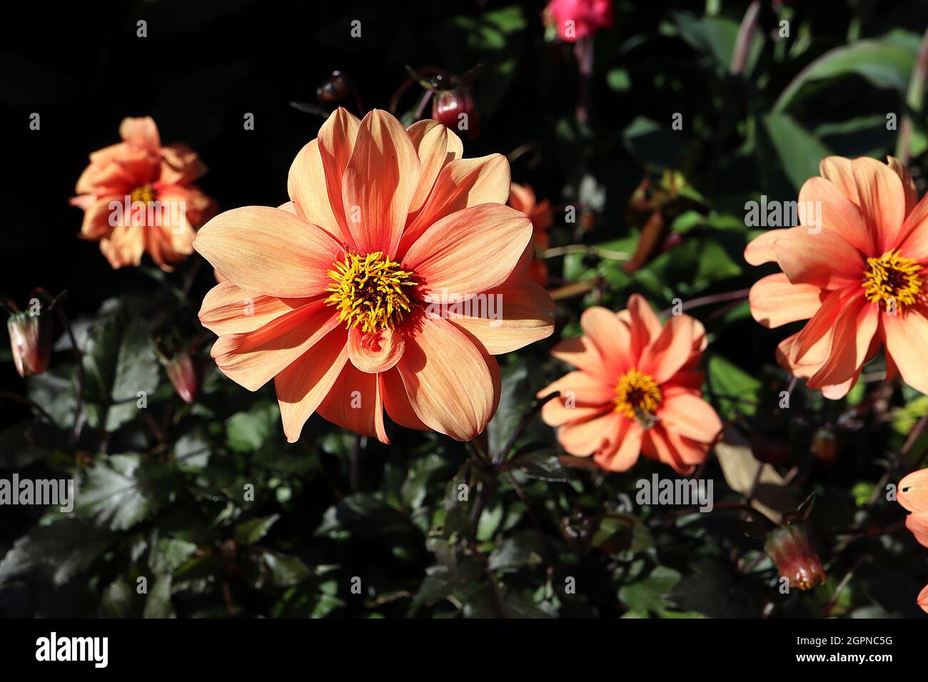 Dahlia ‘Catherine Deneuve’ Misc Class Group 10 fiori di albicocca arancione con debole alone rosa, settembre, Inghilterra, Regno Unito Foto Stock