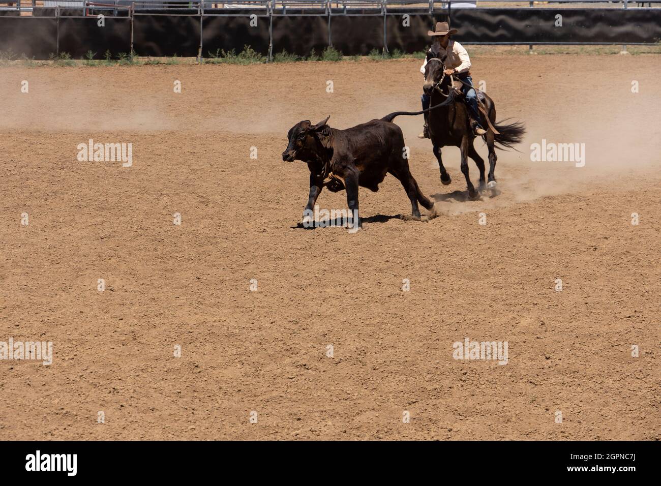 Un cowboy australiano arrotonda un vitello in un'arena polverosa in una competizione di campdrafting australiana nell'Outback Queensland con spazio copia. Foto Stock