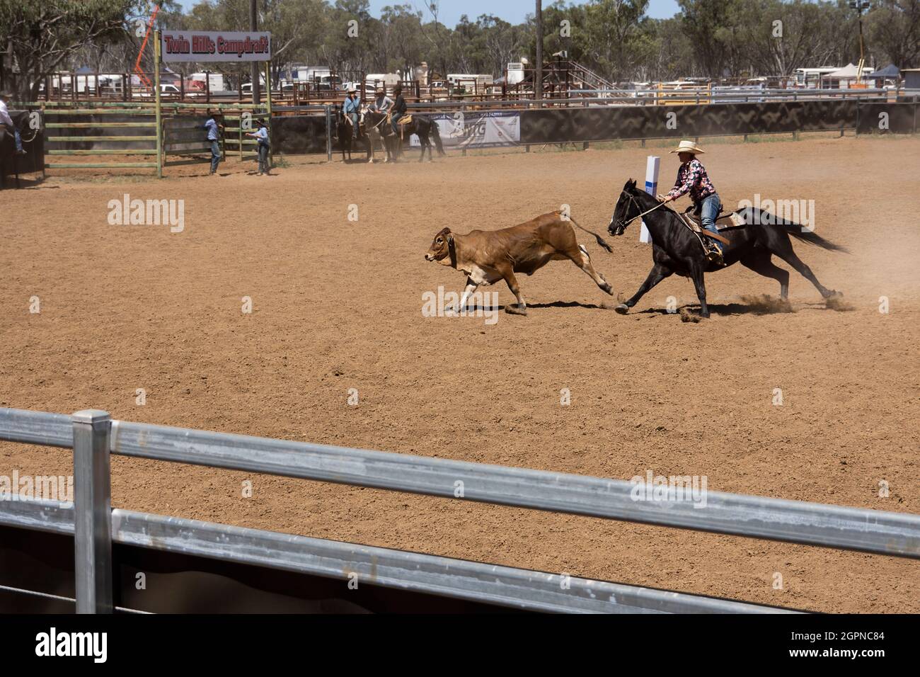 Un cowboy australiano arrotonda un vitello in un'arena polverosa in una competizione di campdrafting australiana nell'Outback Queensland. Foto Stock