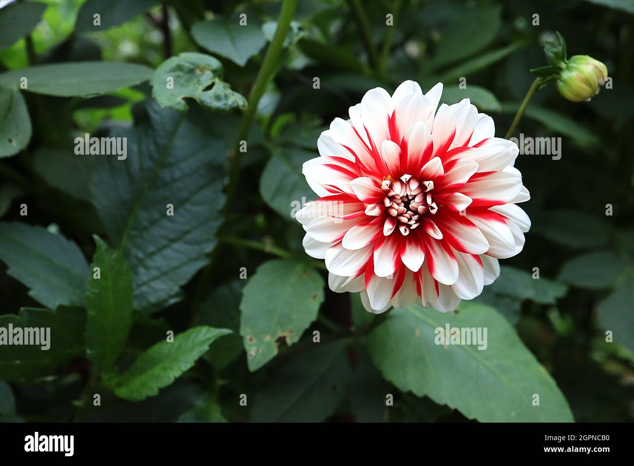 Dahlia ‘dalaya Dark Red and White’ Decorative Dahlia Group 5 fiori rossi scuri con punte bianche dei petali, settembre, Inghilterra, Regno Unito Foto Stock