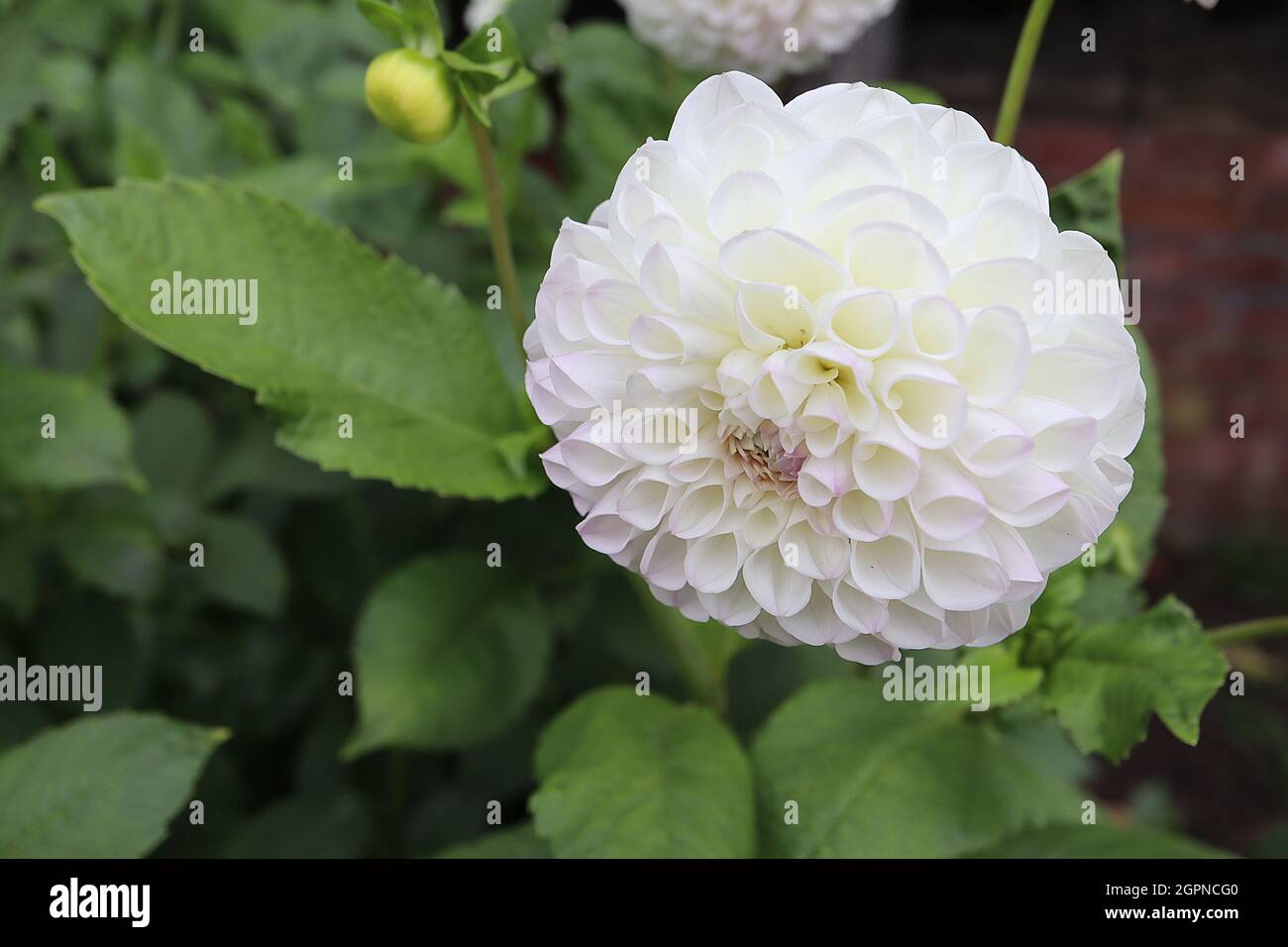 Dahlia ‘Dorothy R’ Pompon dahlia Group 7 fiori sferici bianchi con tinte rosa, petali arrotolati in cluster stretti, settembre, Inghilterra, Regno Unito Foto Stock