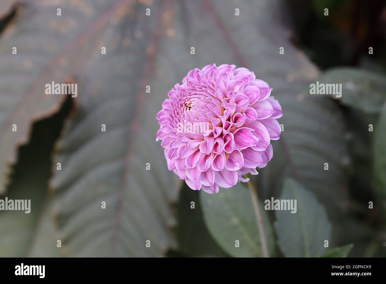 Dahlia ‘Franz Kafka’ Pompon dahlia Group 7 fiori sferici rosa violetto con petali arrotolati in cluster stretti, settembre, Inghilterra, Regno Unito Foto Stock