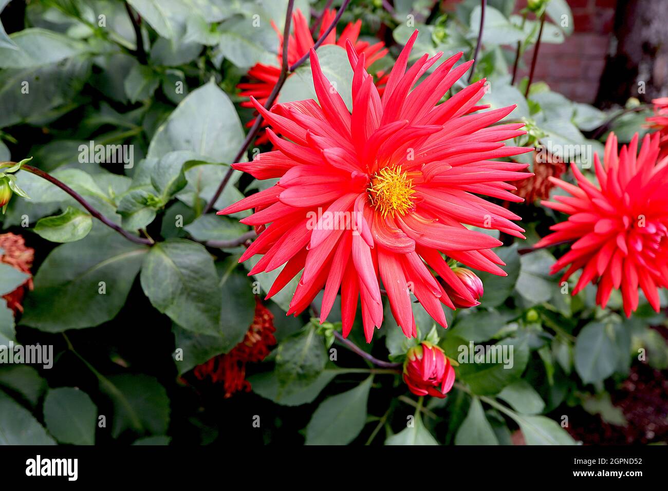 Dahlia ‘Indian Summer’ Cactus dahlia Group 8 fiori rossi brillanti con petali arrotolati a punta, settembre, Inghilterra, Regno Unito Foto Stock