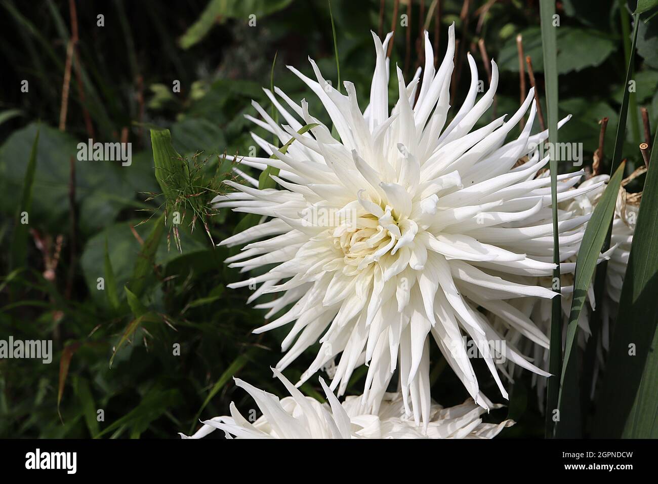 Dahlia ‘Kenora Challenger’ semi-cactus dahlia Gruppo 9 fiori bianchi con petali spiky arrotolati, settembre, Inghilterra, Regno Unito Foto Stock
