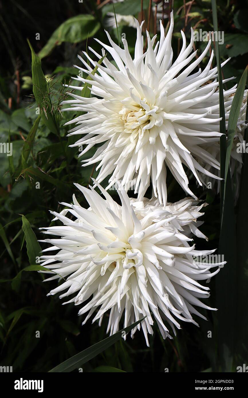 Dahlia ‘Kenora Challenger’ semi-cactus dahlia Gruppo 9 fiori bianchi con petali spiky arrotolati, settembre, Inghilterra, Regno Unito Foto Stock