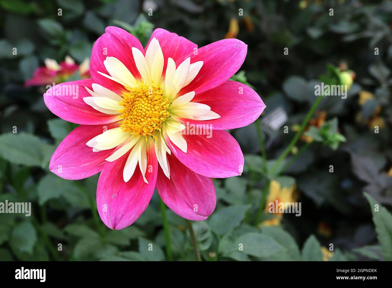 Dahlia ‘Kilncroft James’ Collerette dahlia Group 3 fiori singoli rosa profondo con gruppi di petali corti di crema, settembre, Inghilterra, Regno Unito Foto Stock