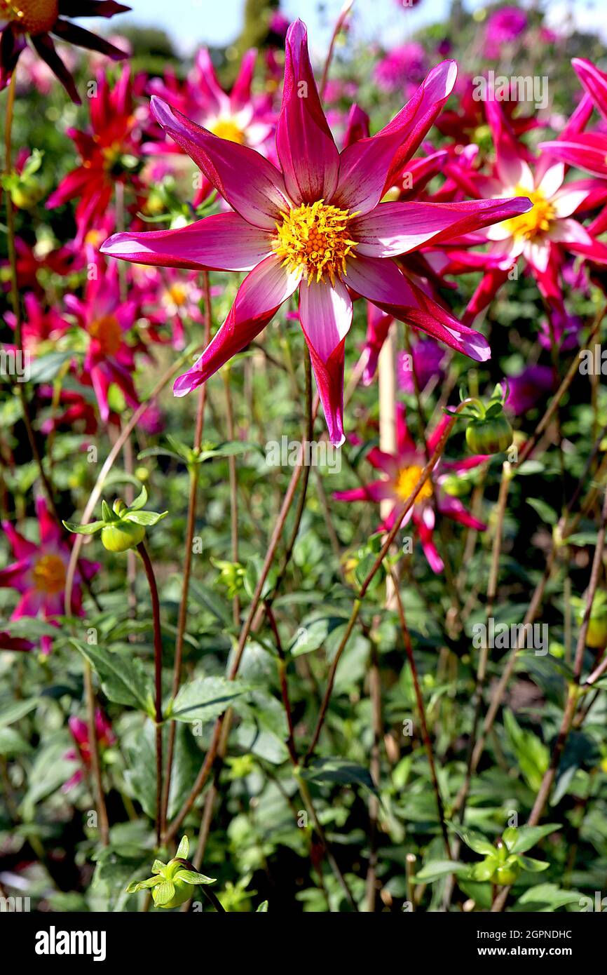 Dahlia ‘Midnight Star’ Star dahlia Group 12 fiori a forma di stella di colore rosa medio con dorso di petalo magenta e petali arrotolati, settembre, Inghilterra, Regno Unito Foto Stock