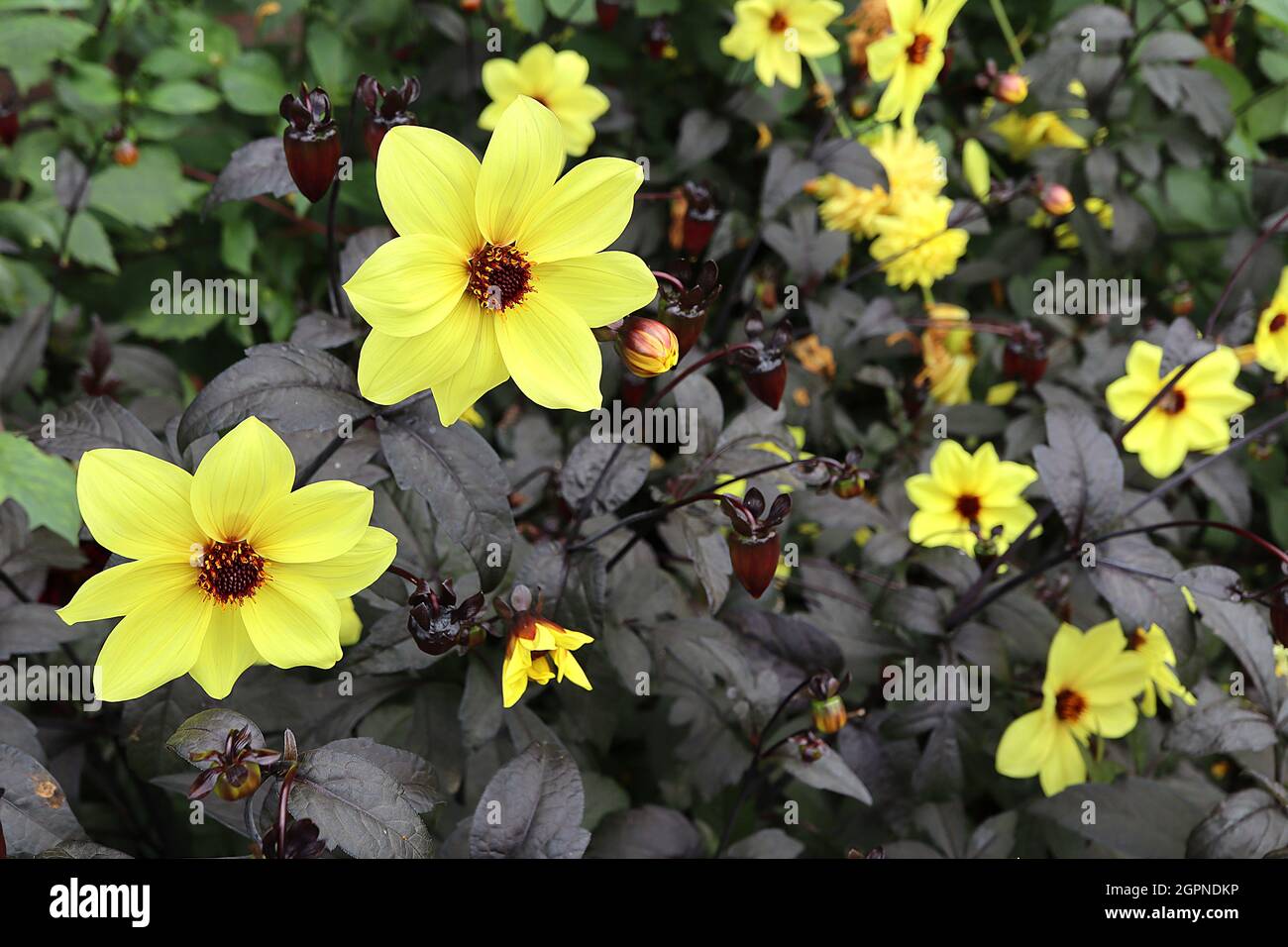 Dahlia ‘Mystic Illusion’ Dahlia a fiore singolo Gruppo 1 fiori di giallo limone con fogliame viola nero, settembre, Inghilterra, Regno Unito Foto Stock