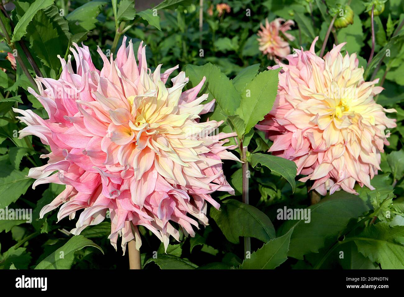 Dahlia ‘Penhill Watermelon’ Decorative Dahlia Group 5 fiori ad effetto ombre dal giallo limone al rosa chiaro al rosa medio, punto svasato ritorto Foto Stock