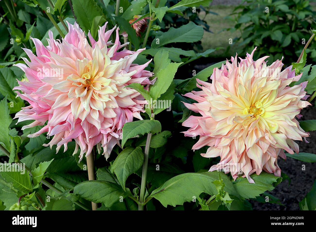 Dahlia ‘Penhill Watermelon’ Decorative Dahlia Group 5 fiori ad effetto ombre dal giallo limone al rosa chiaro al rosa medio, punto svasato ritorto Foto Stock