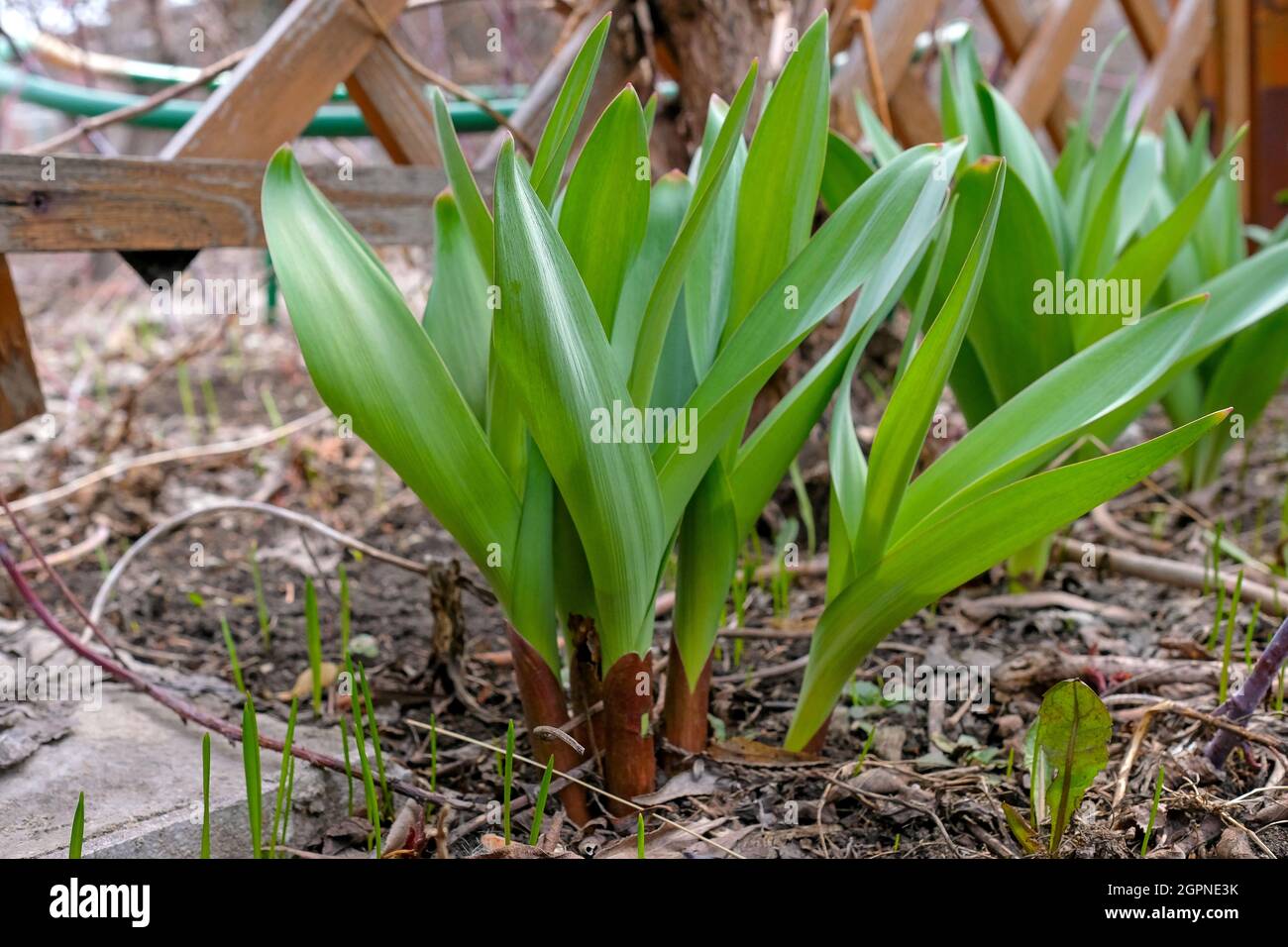 Pianta verde nel giardino. Cipolla giovane Suvorov. Foto Stock