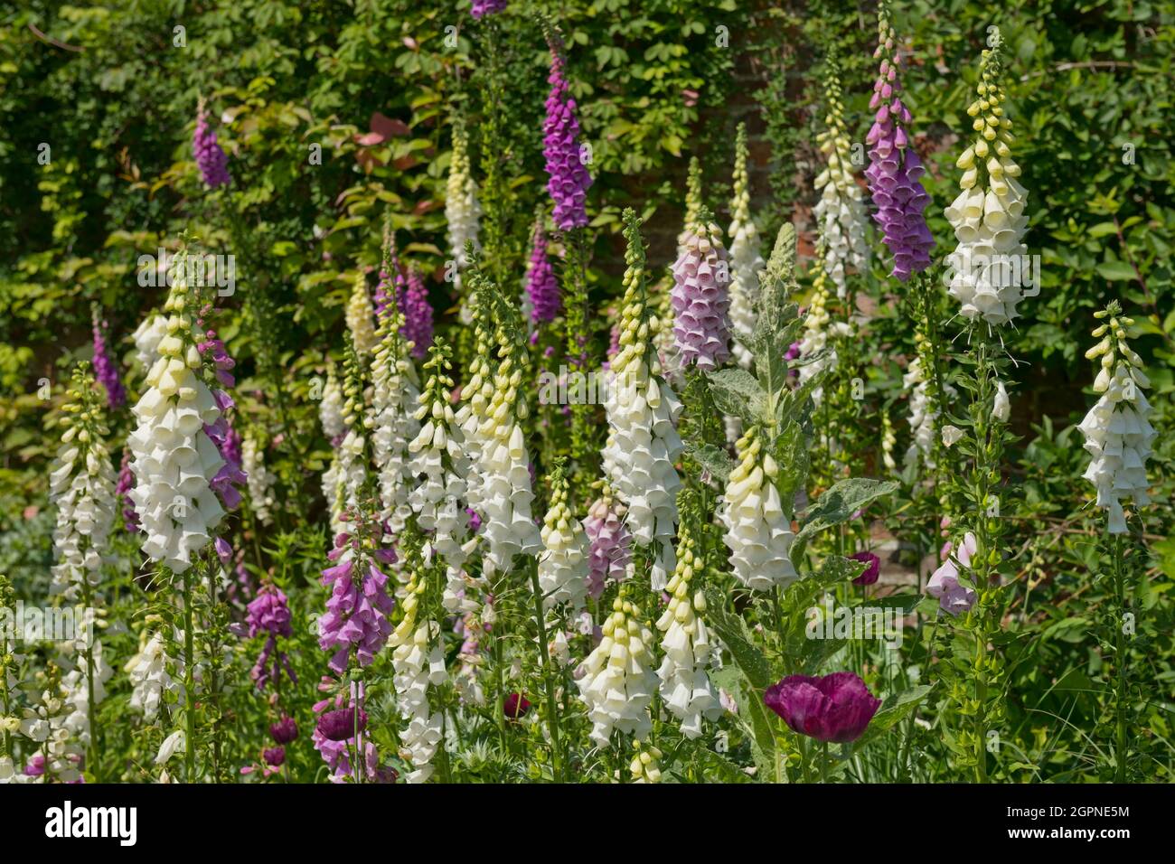 Gruppo misto di foxguants digitalis fiori fiore crescere in un giardino cottage in estate Inghilterra Regno Unito GB Gran Bretagna Foto Stock