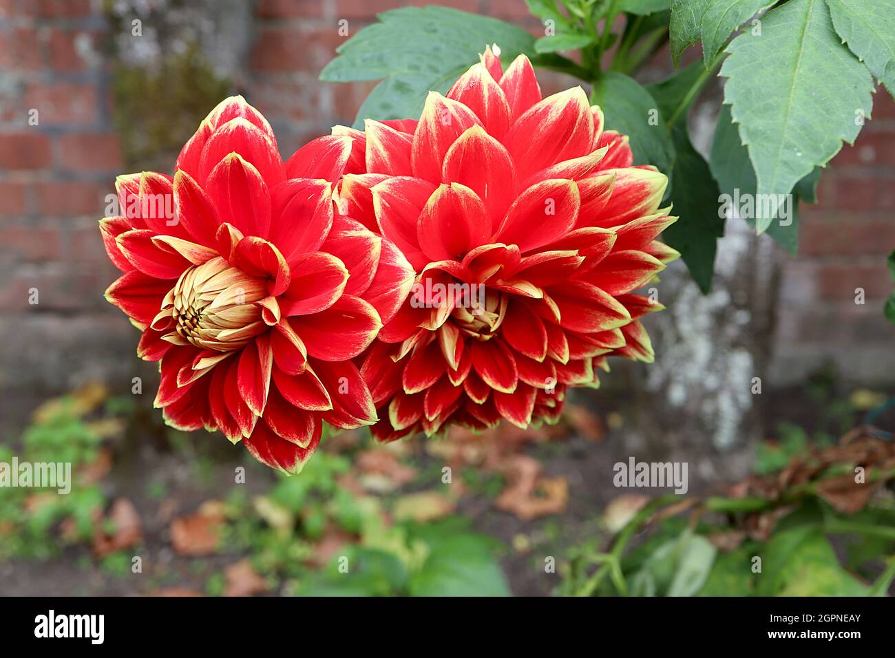 Dahlia ‘Maxime’ Decorative Dahlia Group 5 fiori rossi con margini gialli, settembre, Inghilterra, Regno Unito Foto Stock