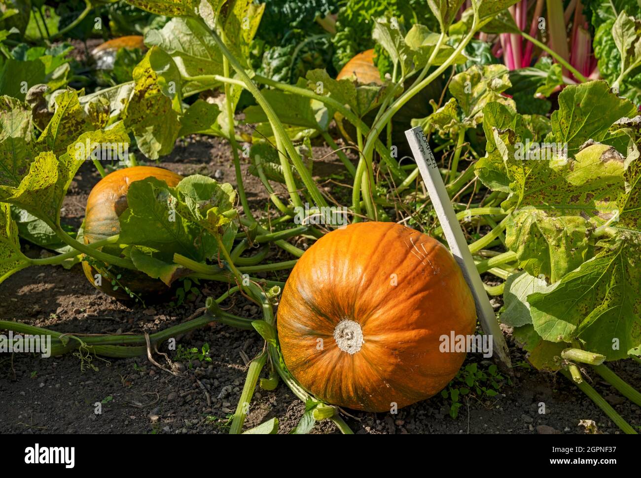 Primo piano di zucca Cargo varietà zucche che crescono in un orto in autunno Inghilterra Regno Unito Regno Unito Gran Bretagna Gran Bretagna Foto Stock