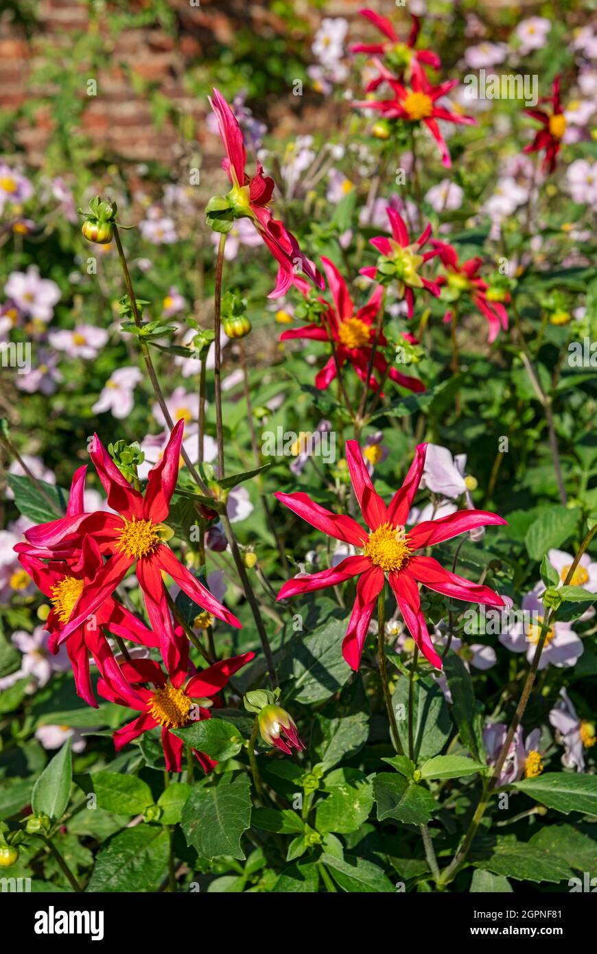 Primo piano della stella rossa dahlias dahlia asteraceae fiore in estate Inghilterra Regno Unito GB Gran Bretagna Foto Stock