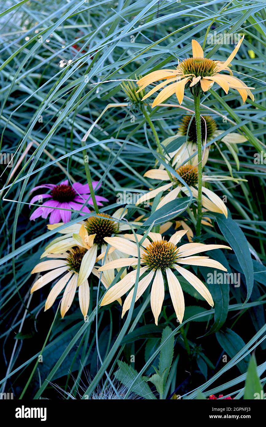 Echinacea purpurpurea ‘Melow Yellow’ Coneflower Mellow Yellow – petali corti color crema e giallo e centro a forma di cono, settembre, Inghilterra, Regno Unito Foto Stock