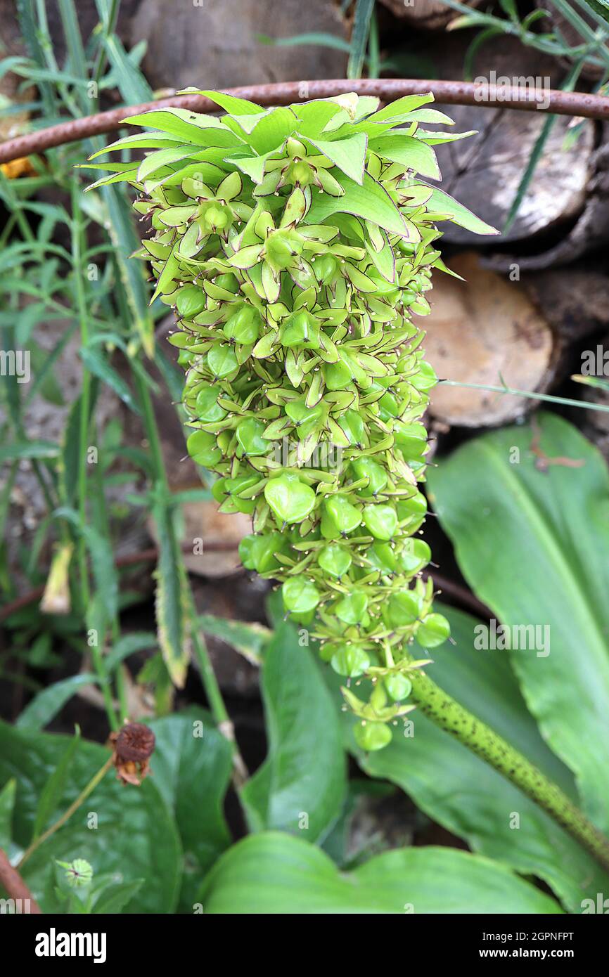 Eucomis bicolore variegata giglio di ananas - fiori verdi chiari con margini viola sormontato con testa di bratte marginate, settembre, Inghilterra, Regno Unito Foto Stock