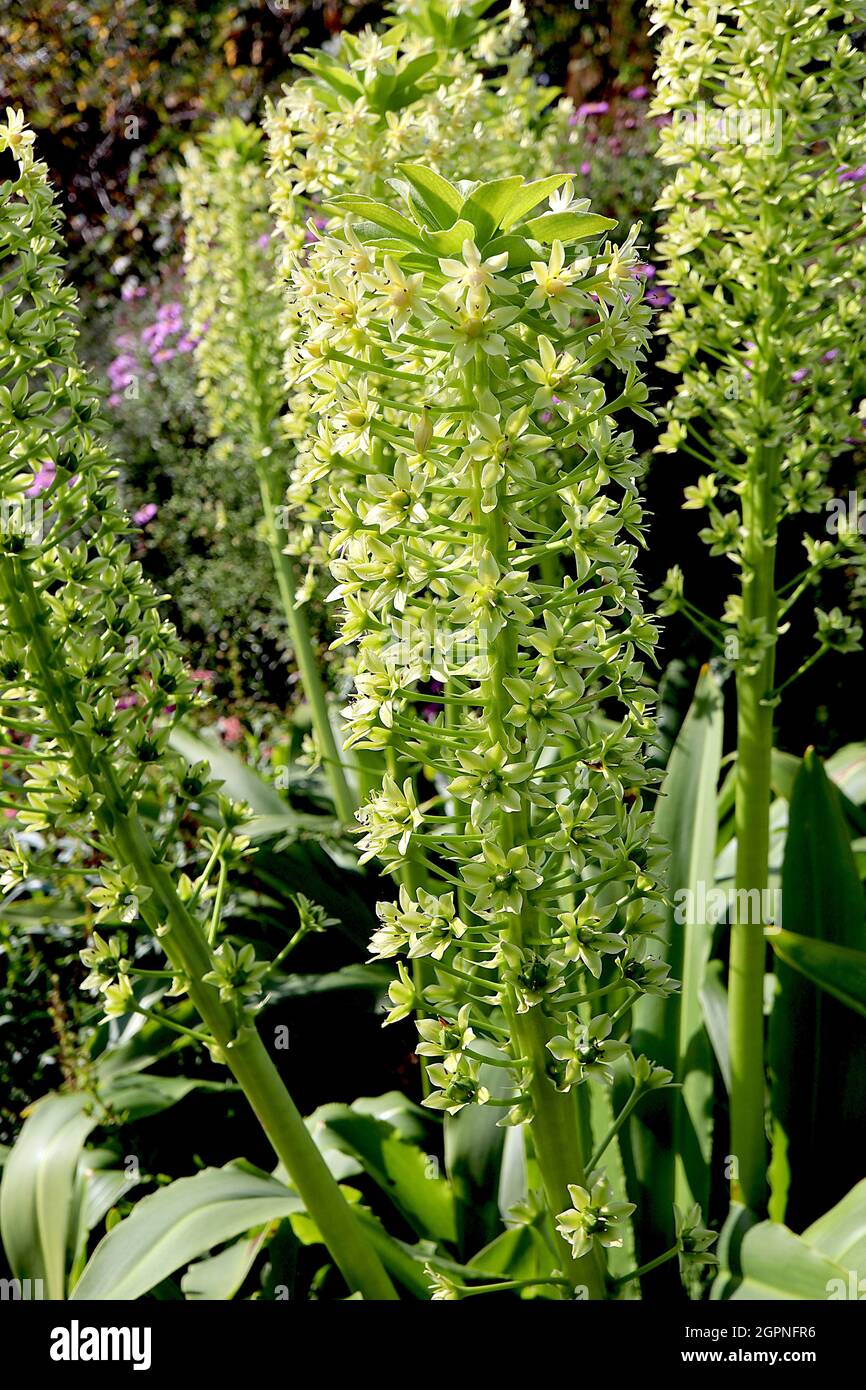 Eucomis palliflora Giglio gigante di ananas Golia Golia - remi verticali di fiori a forma di stella verde chiaro su steli verdi molto spessi, settembre Foto Stock
