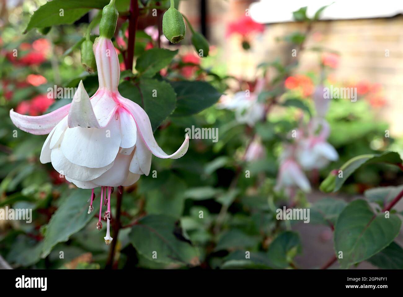 Fucsia ‘Annabel’ fiori giganti con tubo bianco doppio, sepals rosa molto chiaro, settembre, Inghilterra, Regno Unito Foto Stock