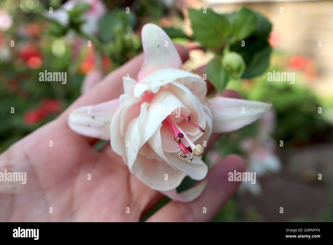 Fucsia ‘Annabel’ fiori giganti con tubo bianco doppio, sepals rosa molto chiaro, settembre, Inghilterra, Regno Unito Foto Stock