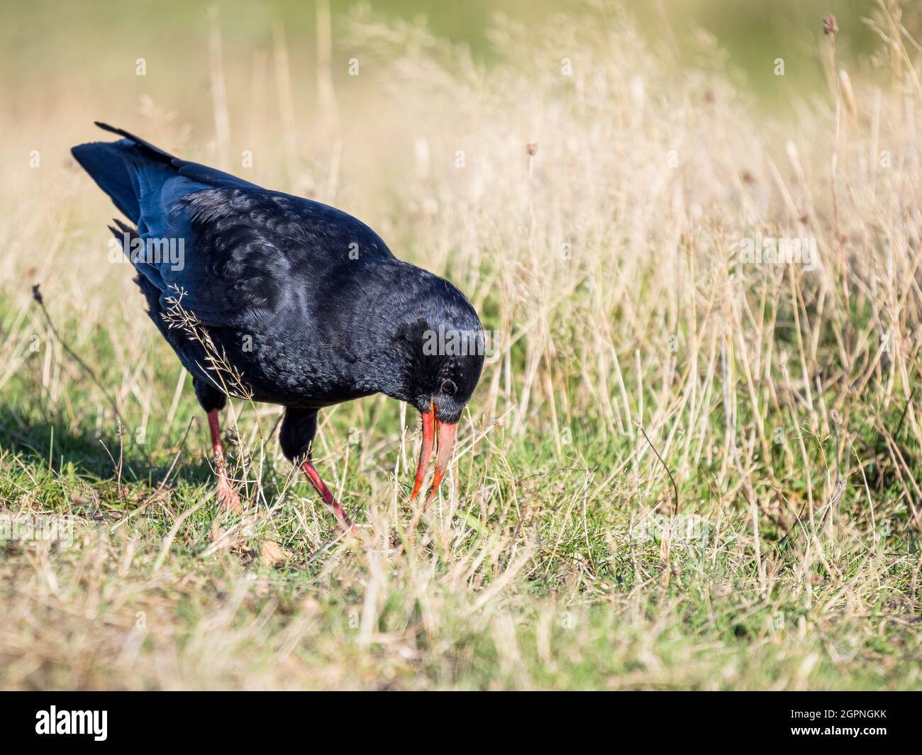 Tosse foraging per insetti nel Galles centrale Foto Stock