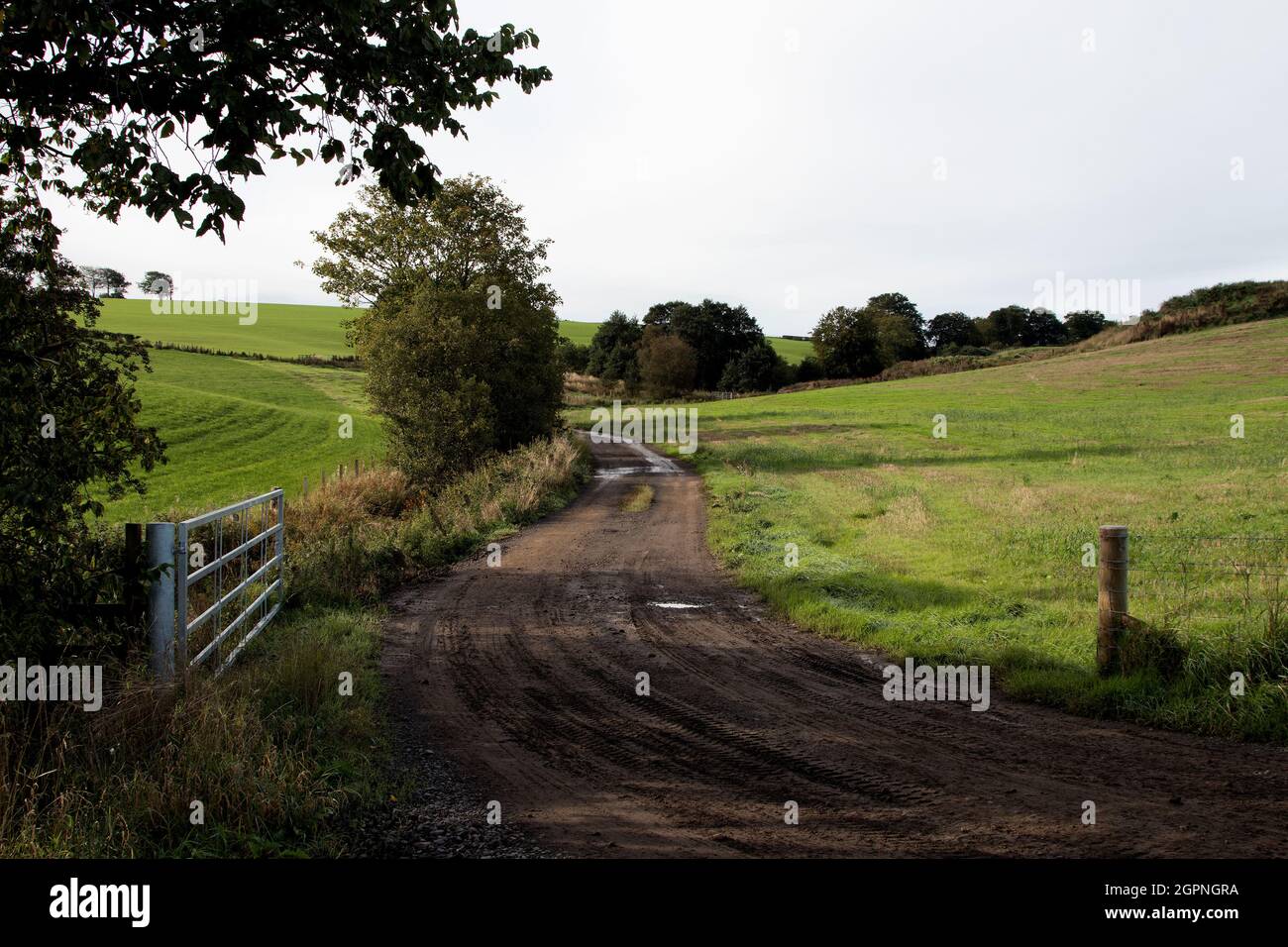 Field gate e corsia di campagna in una zona rurale Foto Stock