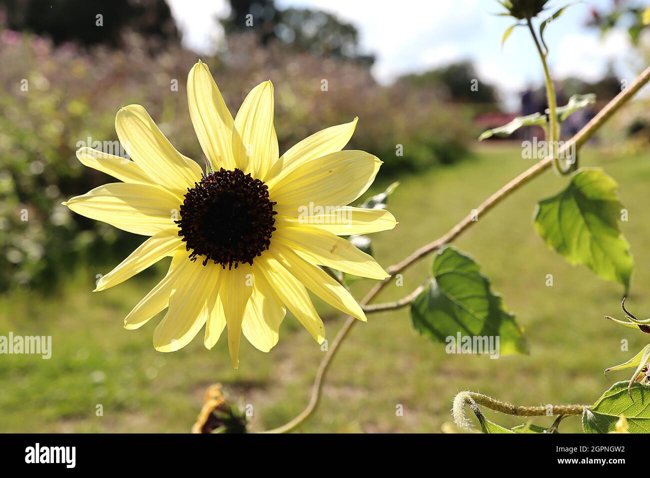 Helianthus annuus ‘Buttercream’ girasole Buttercream – teste di fiore di medie dimensioni con petali lunghi gialli pallidi, settembre, Inghilterra, Regno Unito Foto Stock