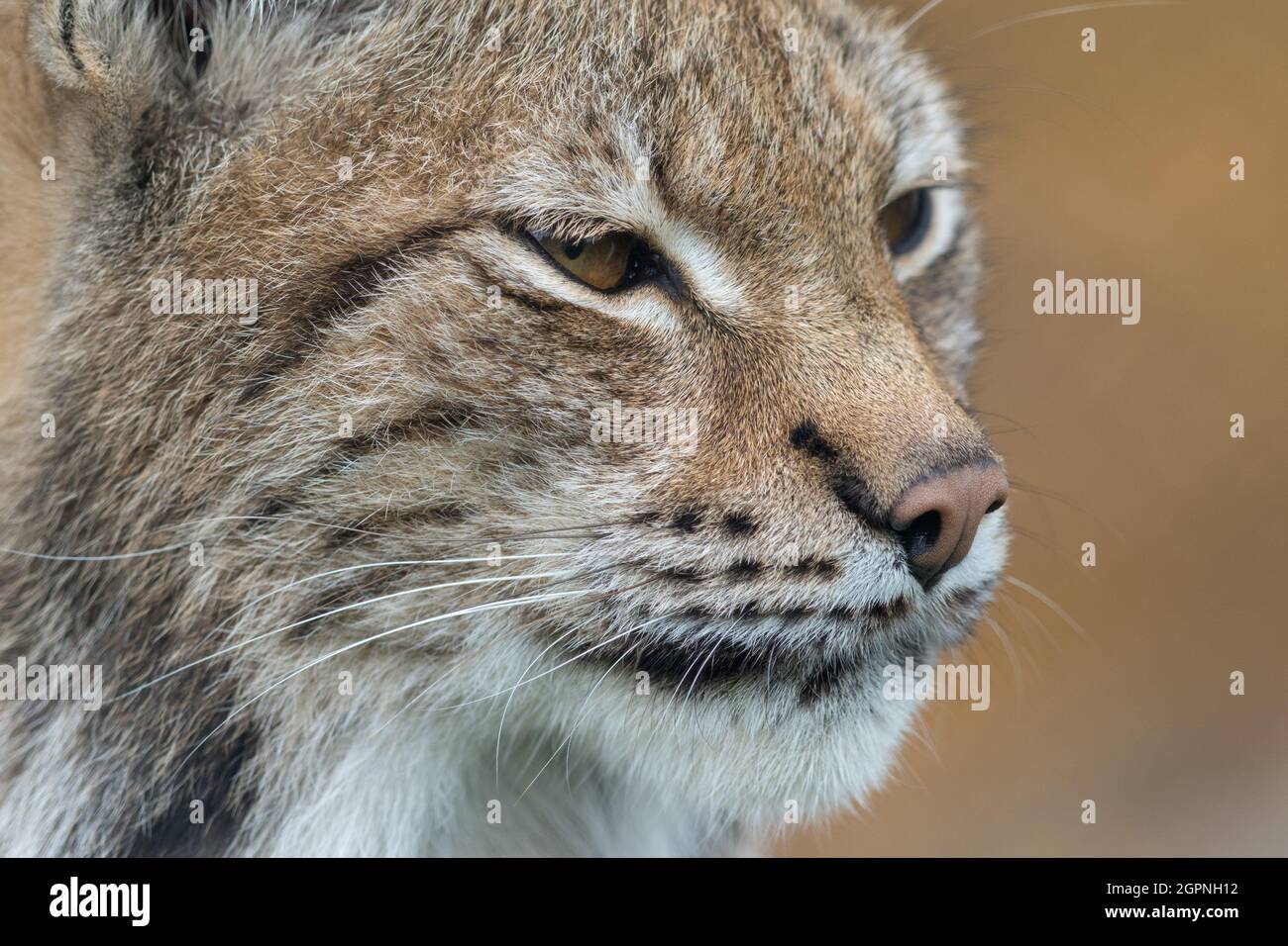 La lynx eurasiatica - lynx Lynx - ritratto da vicino di animale adulto Foto Stock