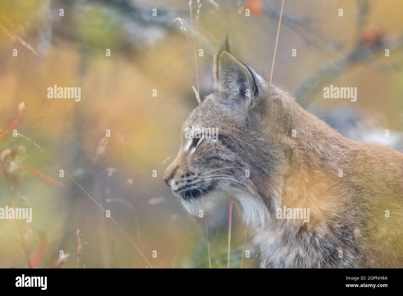 La lynx eurasiatica - lynx Lynx - animale adulto in vegetazione autum colorato Foto Stock