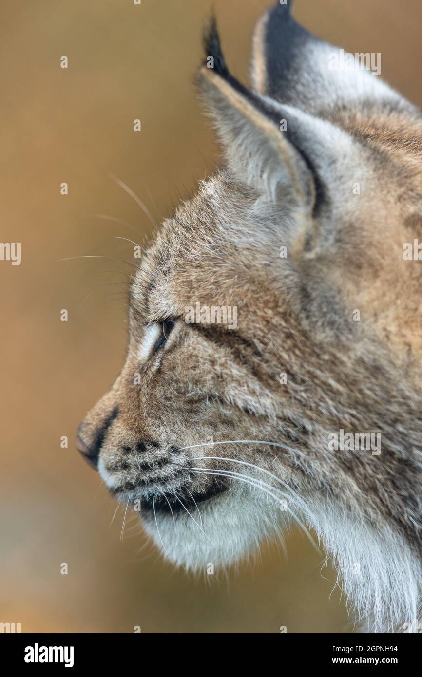 La lynx eurasiatica - lynx Lynx - ritratto da vicino di animale adulto Foto Stock
