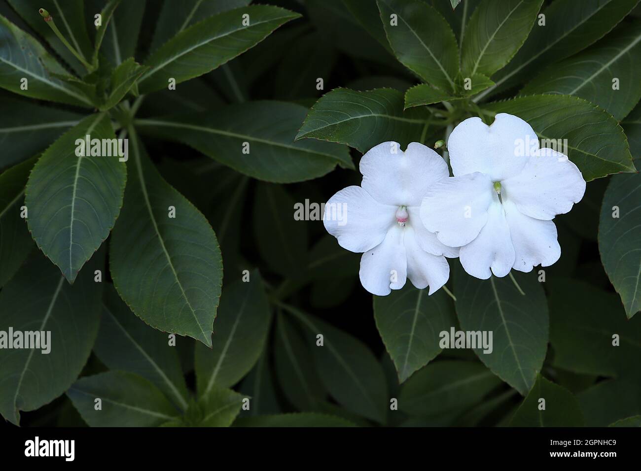 Impatiens hawkeri ‘Beacon White’ Nuova Guinea Impatiens Beacon White - piatto fiori bianchi profondi e foglie dentellate verde scuro, settembre, Inghilterra, Regno Unito Foto Stock