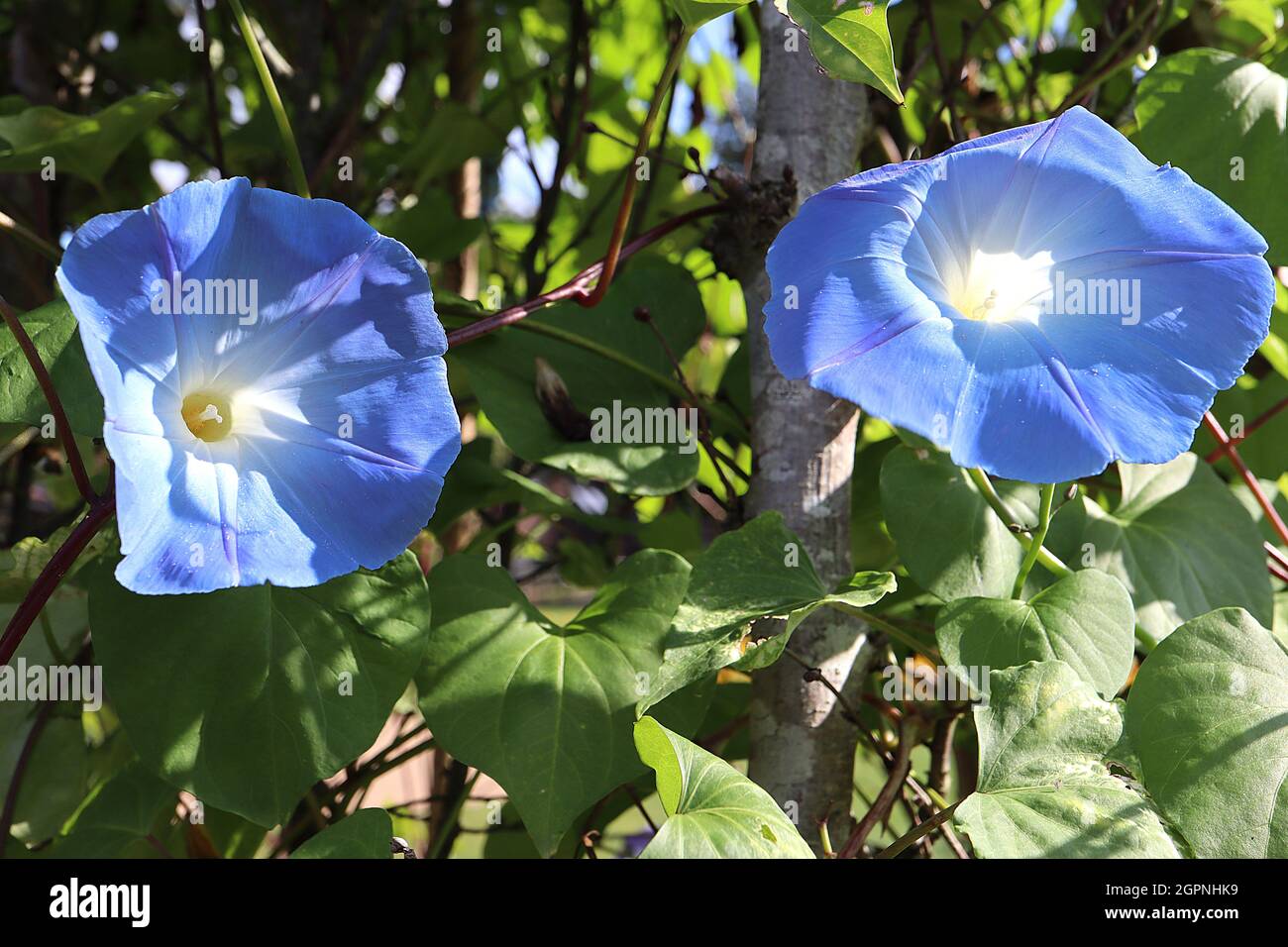 Ipomoea tricolore ‘Heavenly Blue’ gloria del mattino celeste Blu - cielo blu fiori a forma di imbuto, settembre, Inghilterra, Regno Unito Foto Stock