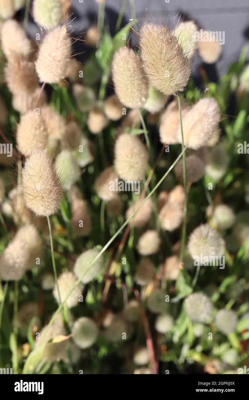 Lagurus ovatus bunny’s tail grass – teste di fiore ovoidi su gambi di spugna, erba ornamentale nana, settembre, Inghilterra, Regno Unito Foto Stock
