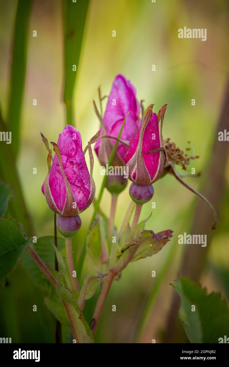 Mentre facevo la macro fotografia mentre camminavo il mio cane ad una fiducia di terra locale sono venuto attraverso questo bruco che riposa sul gambo di una rosa selvaggia. Foto Stock