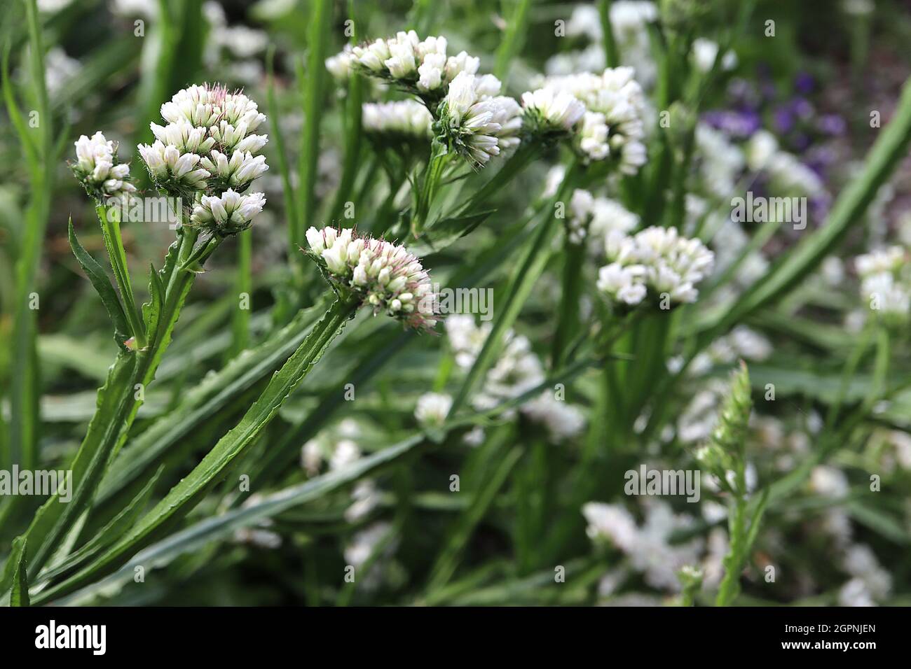 Limonium sinuatum lavanda di mare - fiori bianchi di carta su steli alati, settembre, Inghilterra, Regno Unito Foto Stock