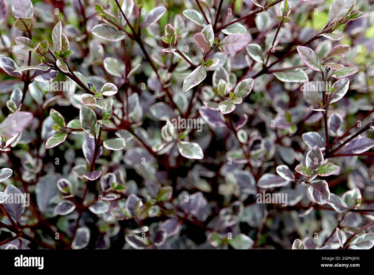 Lophomyrtus x ralphii ‘Drago Magico’ New Zealand myrtle Magic Dragon – foglie di ovato verde medio piccole con spruzzi di verde scuro e margini di crema Foto Stock