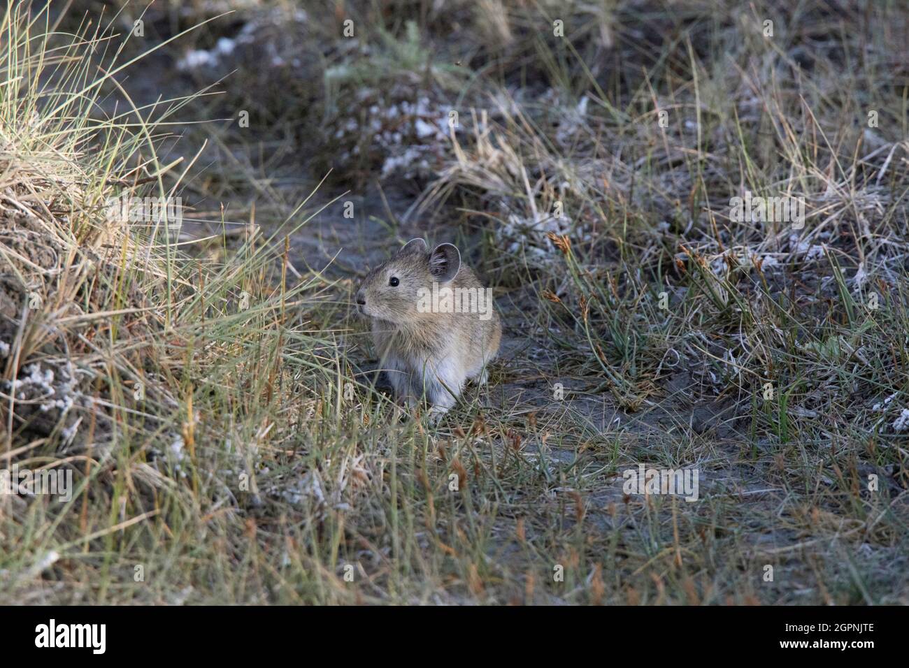 Nubra Pika, Ochotona nubrica, Nubra, Ladakh, India Foto Stock