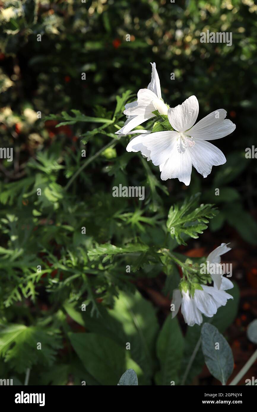 Malva moscahta F. erba muschio bianco – fiori bianchi a forma di piattino e foglie profondamente divise, settembre, Inghilterra, Regno Unito Foto Stock