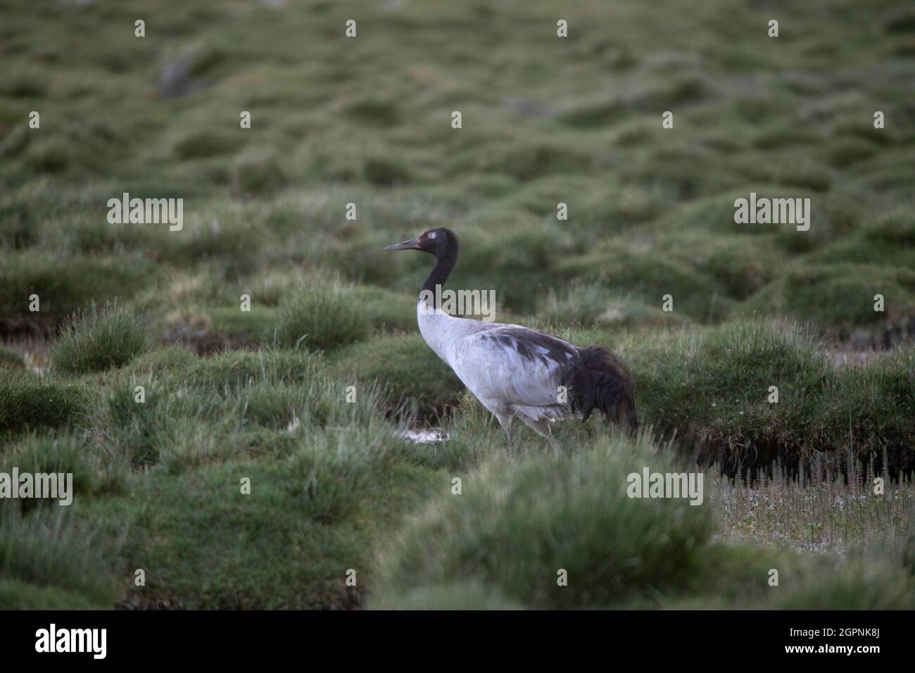 Nero, Gru a collo, Grus nigricollis, Ladakh, India Foto Stock