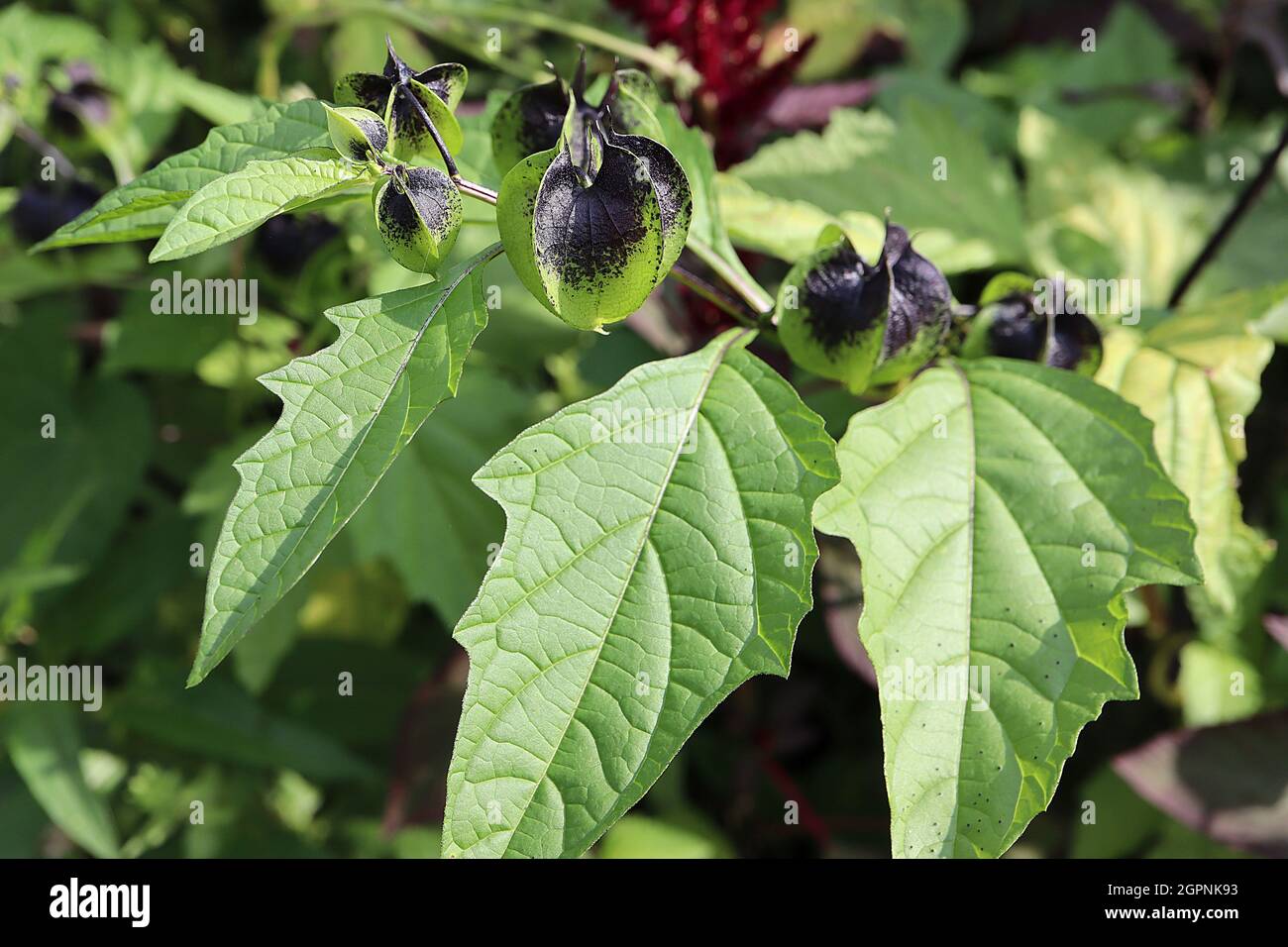 Nicandra Physalodes Shoo-fly Plant – calice sferico verde nero a taglio affilato, settembre, Inghilterra, Regno Unito Foto Stock