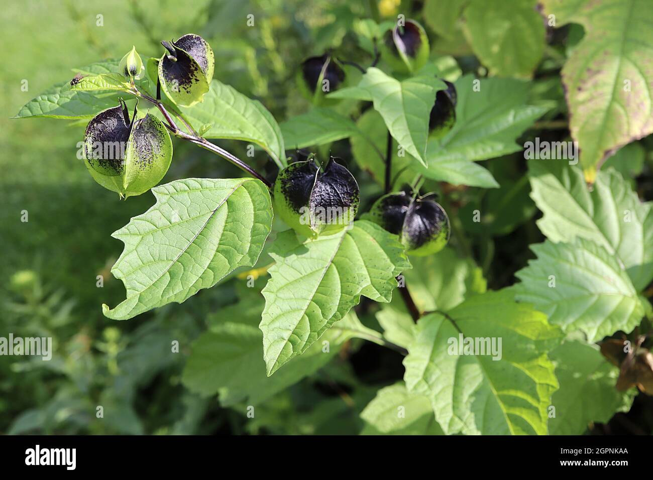 Nicandra Physalodes Shoo-fly Plant – calice sferico verde nero a taglio affilato, settembre, Inghilterra, Regno Unito Foto Stock