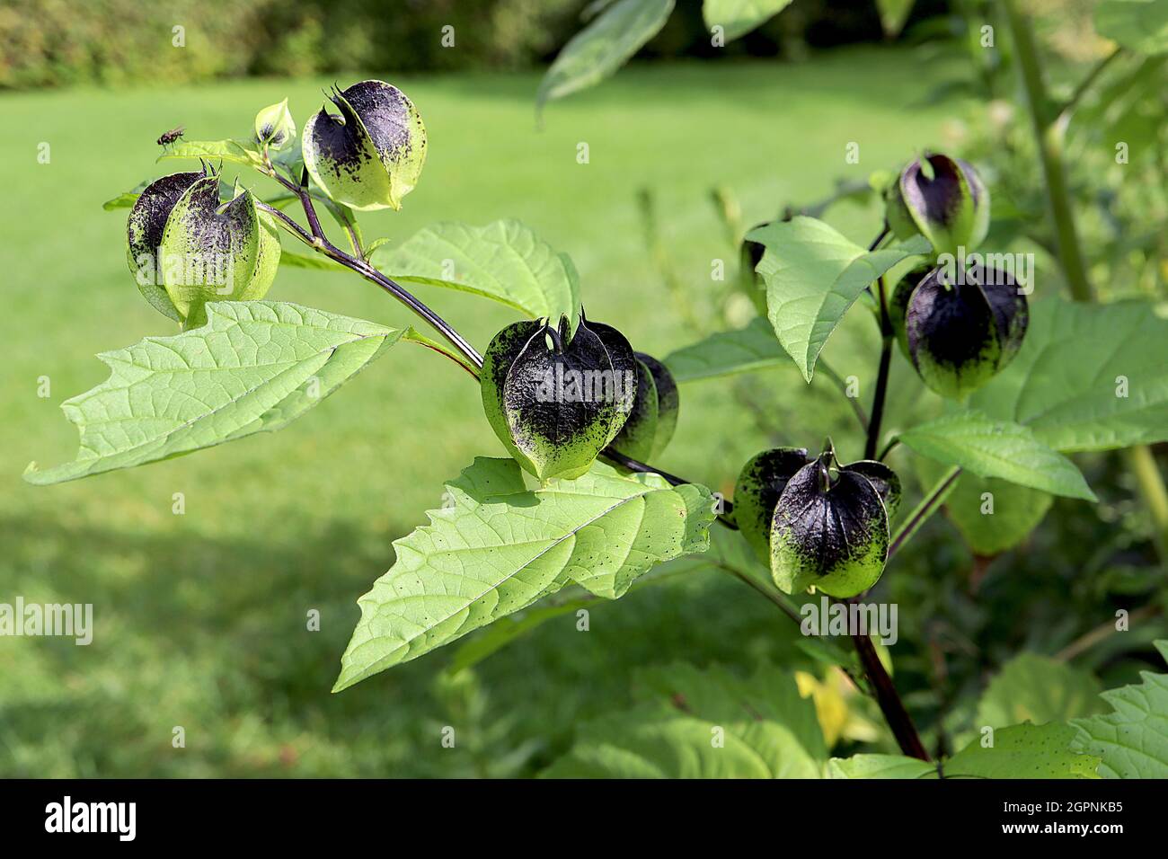 Nicandra Physalodes Shoo-fly Plant – calice sferico verde nero a taglio affilato, settembre, Inghilterra, Regno Unito Foto Stock