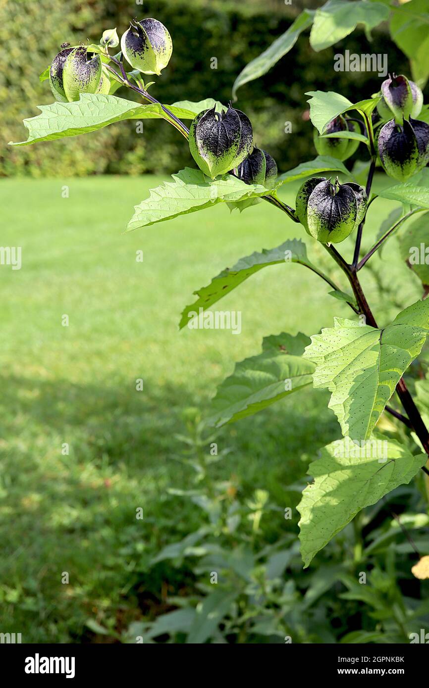 Nicandra Physalodes Shoo-fly Plant – calice sferico verde nero a taglio affilato, settembre, Inghilterra, Regno Unito Foto Stock