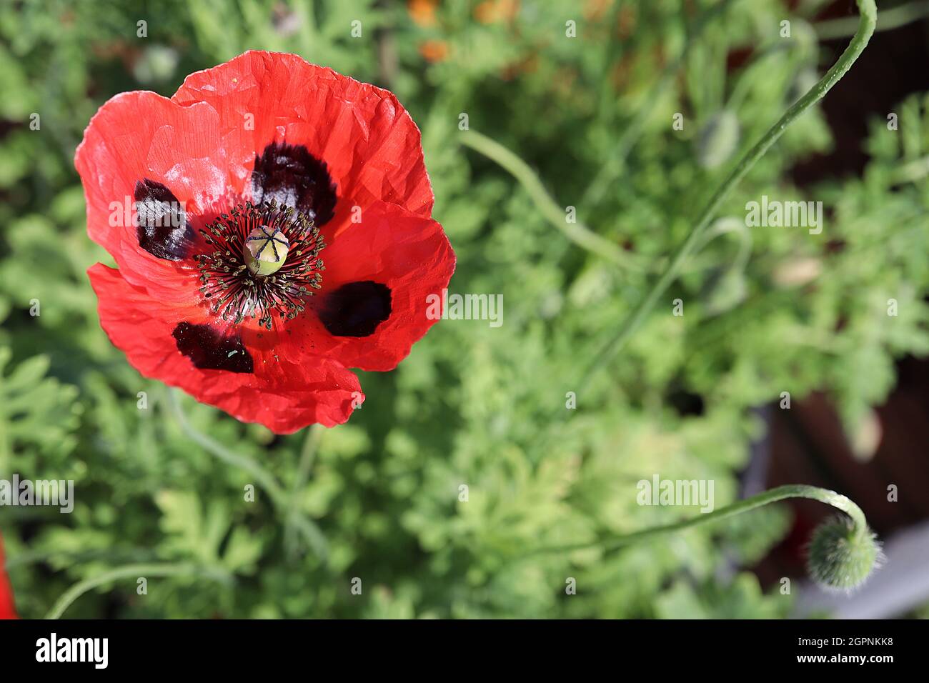 Papaver commutatum ‘Ladybird’ Poppy Ladybird – fiori rossi con quattro grandi macchie nere e petali crinkly, settembre, Inghilterra, Regno Unito Foto Stock