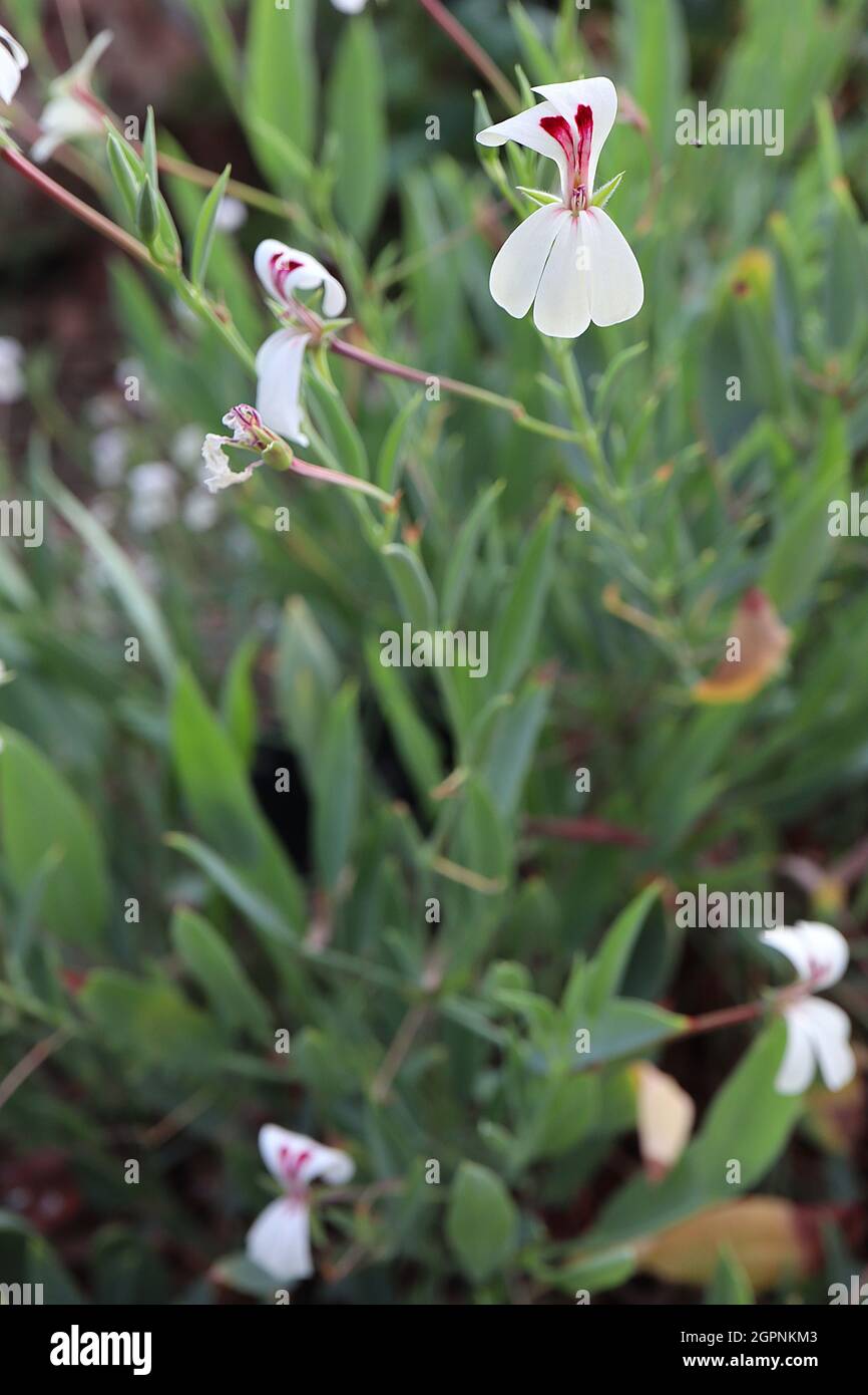 Pelargonium lanceolatum geranio a foglia di lancia – fiori bianchi con sottile fiore di cremisi e foglie verticali verdi grigie, settembre, Inghilterra, Regno Unito Foto Stock