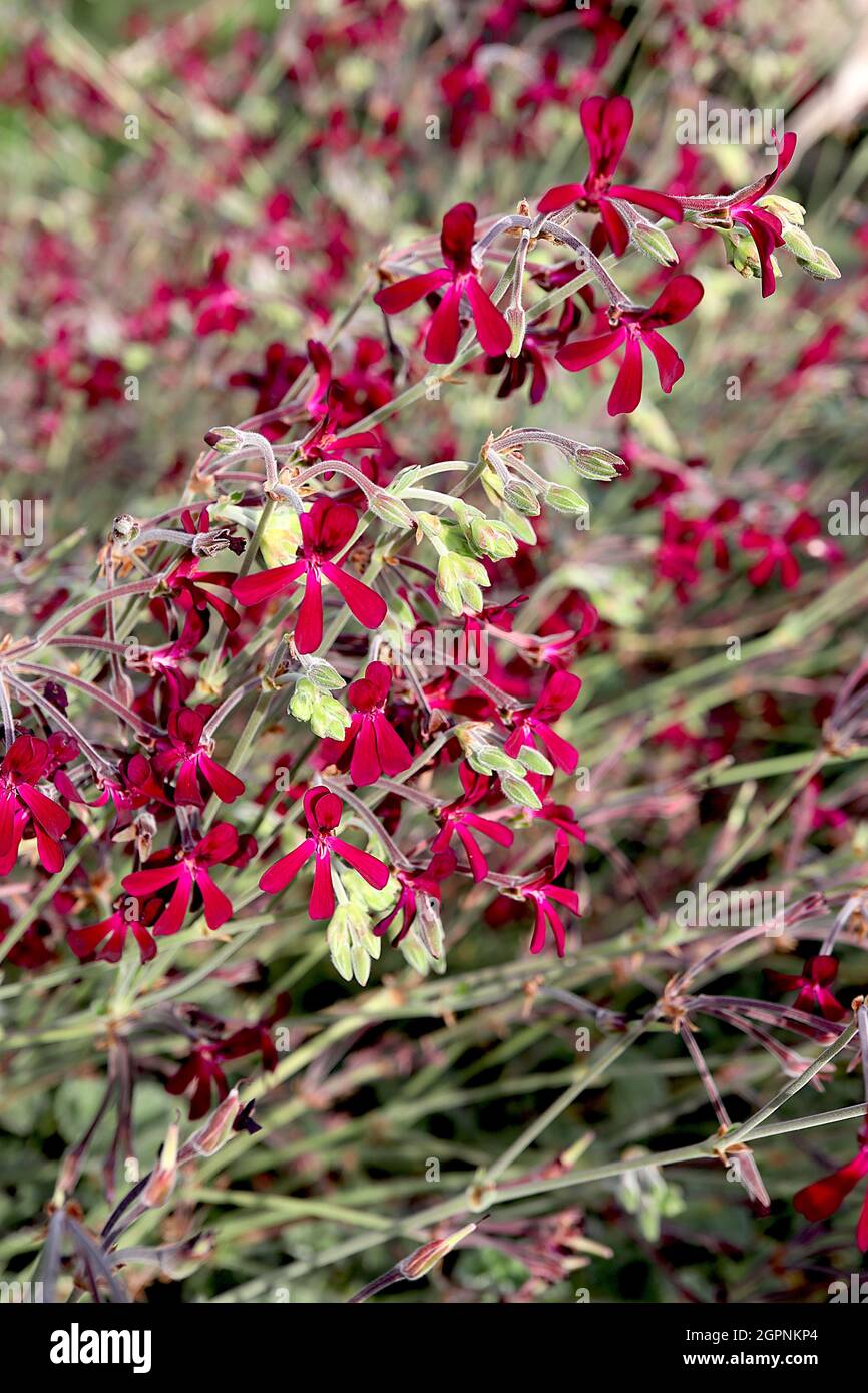 Pelargonium sidoides geranio africano - piccoli gruppi di fiori rossi cremisi con petali sottili, settembre, Inghilterra, Regno Unito Foto Stock