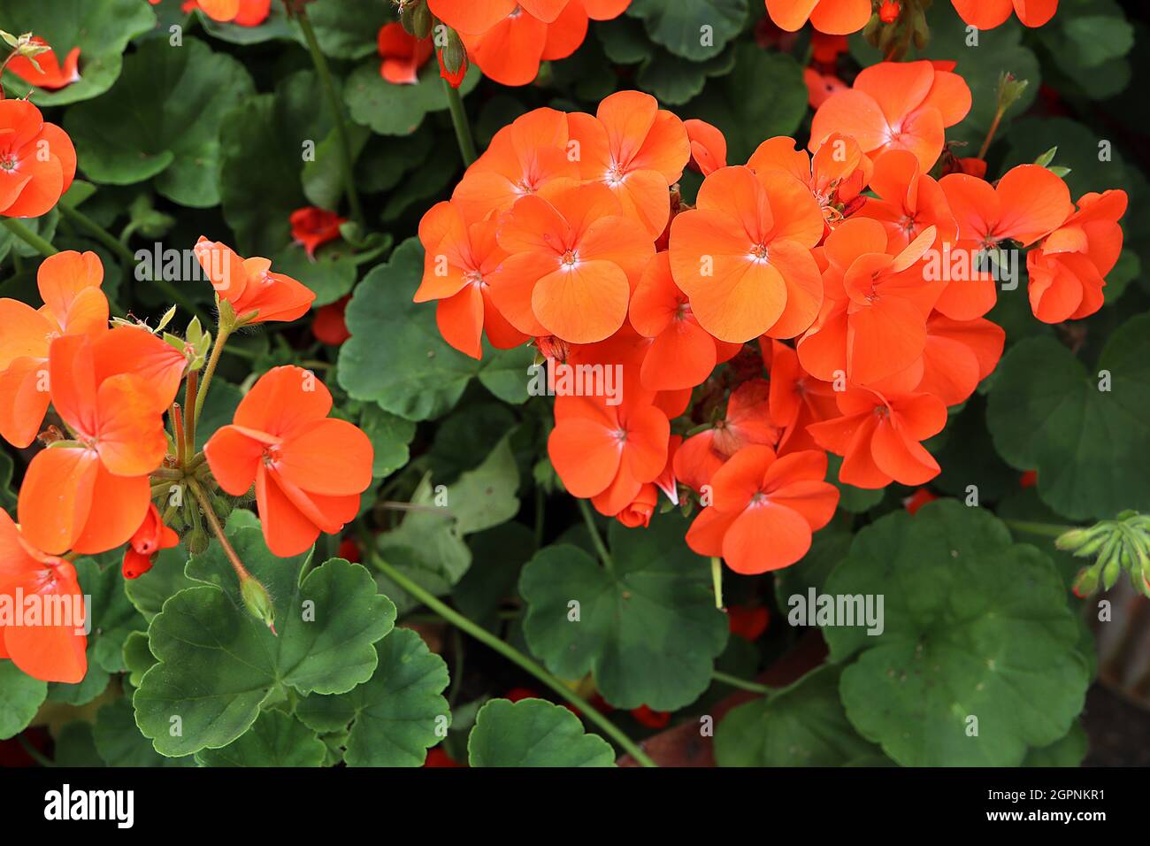 Pelargonium x hortorum ‘Horizon Orange’ Geranium Horizon Orange – fiori d’arancio profondo e foglie rotonde palmatamente rivestite con margini smerlati, Regno Unito Foto Stock